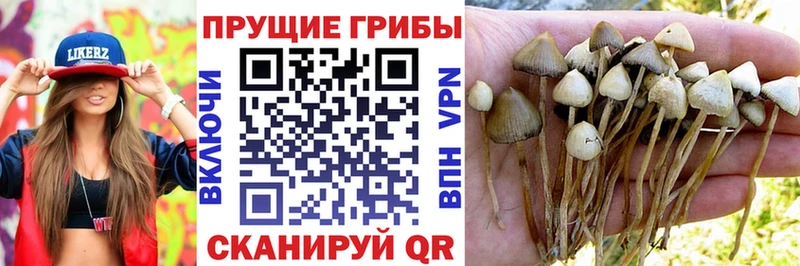 Псилоцибиновые грибы Magic Shrooms  Балтийск 